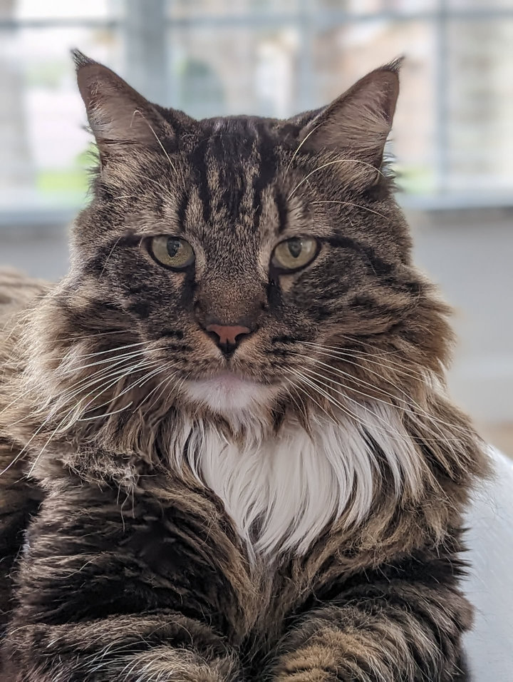 Loki the Maine Coon